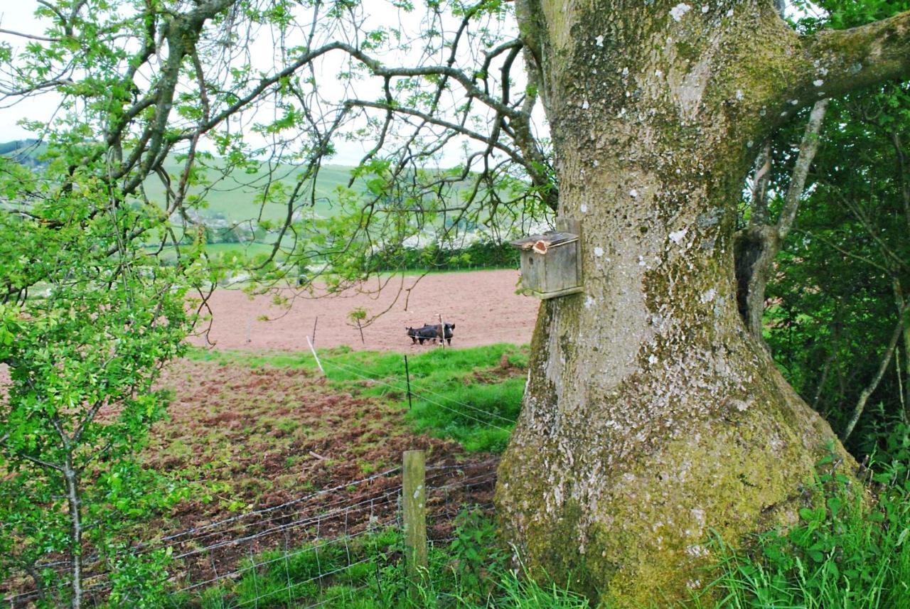 Eco Cottage Joe The Buck Craven Arms Exterior foto